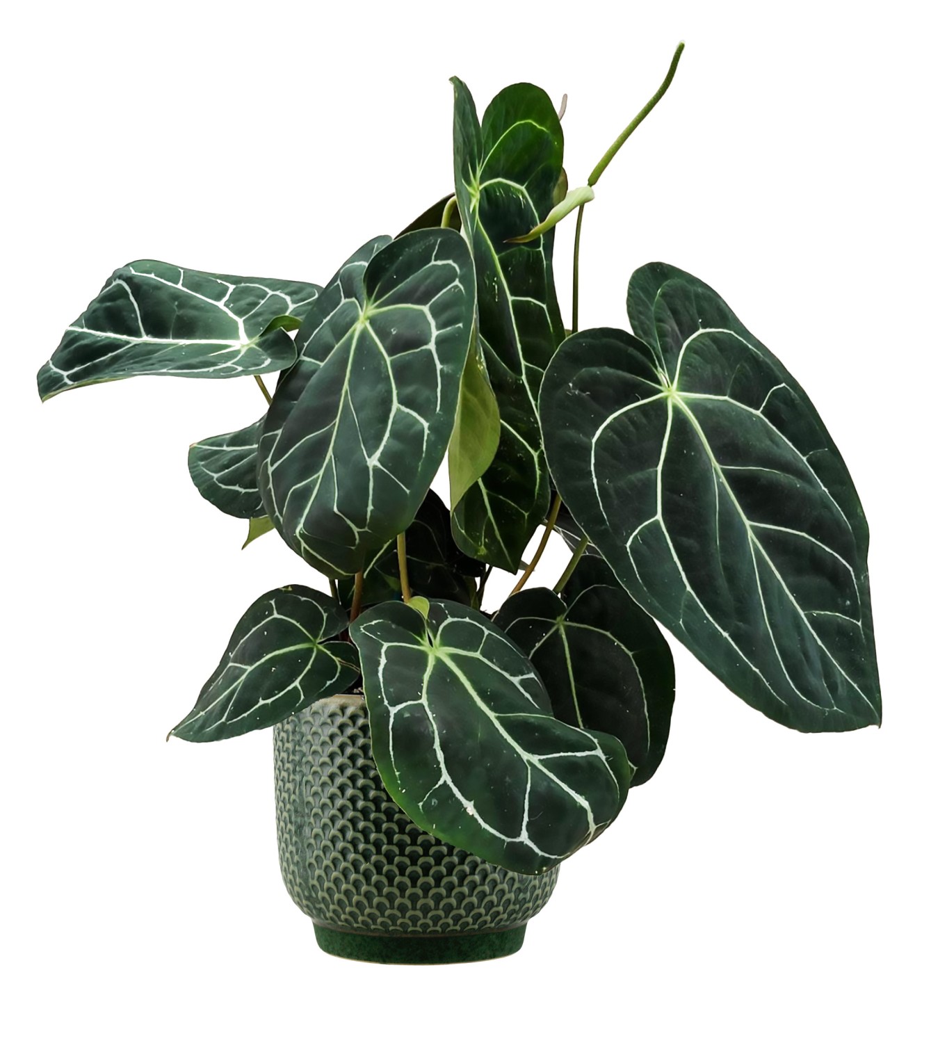 Anthurium Chrystallinum - Fløyels Flamingoblomst 19 cm