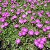 Geranium sanguineum 'Max Frei' - Blodstorkenebb 11 cm