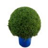 Buxus Sempervirens - Europabuksbom 30 cm Ø50