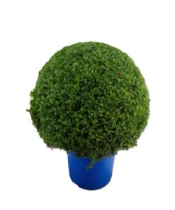 Buxus Sempervirens - Europabuksbom 30 cm Ø50