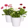 Bellis perennis - Tusenfryd 11 cm