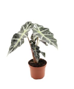 Alocasia - Elefantøre Polly 12 cm