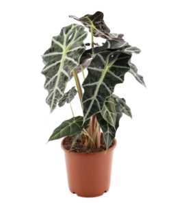Alocasia - Elefantøre Polly 17 cm
