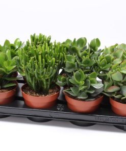 Crassula mix 12 cm