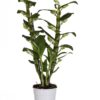 Dendrobium - Orkide 12 cm 2 grenet