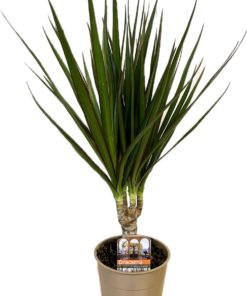 Dracaena Marginata 1 stam - Draketre 12 cm