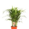Dypsis Lutescens - Arekapalme 17 cm
