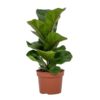 Ficus Lyrata - Fiolinfiken 'Bambino' 12 cm