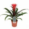 Guzmania - Tungejuvel 'Hope' 12 cm
