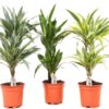 Dracaena Dermensis  - Draketre 17 cm 2 st.
