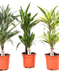 Dracaena Dermensis  - Draketre 17 cm 2 st.