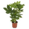 Fatsia Japonica - Stuearalia 17 cm