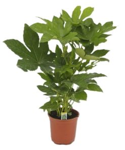 Fatsia Japonica - Stuearalia 17 cm