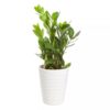 Zamioculcas Zamiifolia - Smaragdpalme 12 cm