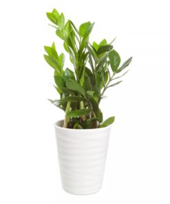 Zamioculcas Zamiifolia - Smaragdpalme 12 cm