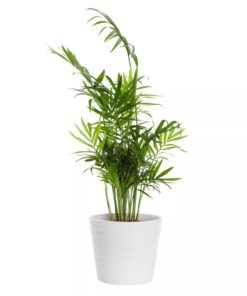 Chamaedorea - Dvergfjærpalme 17 cm