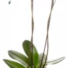 Phalaenopsis - Orkide 12 cm 2 grent blå