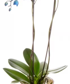 Phalaenopsis - Orkide 12 cm 2 grent blå