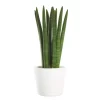Sansevieria Cylindrica - Bajonettplante 14 cm