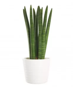 Sansevieria Cylindrica - Bajonettplante 14 cm