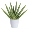 Sansevieria Cylindrica - Bajonettplante 17 cm