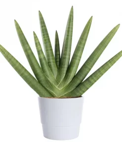 Sansevieria Cylindrica - Bajonettplante 17 cm