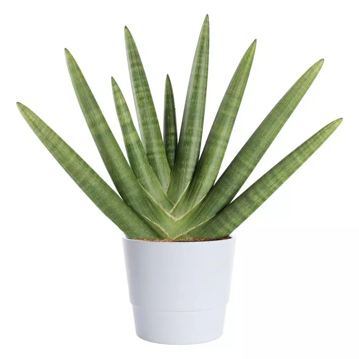 Sansevieria Cylindrica - Bajonettplante 17 cm