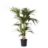 Howea Forsteriana - Kentia 21 cm
