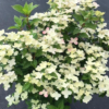 Hydrangea paniculta - Syrinhortensia 'Polestar' ('Switch') 19 cm