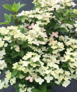 Hydrangea paniculta - Syrinhortensia 'Polestar' ('Switch') 19 cm