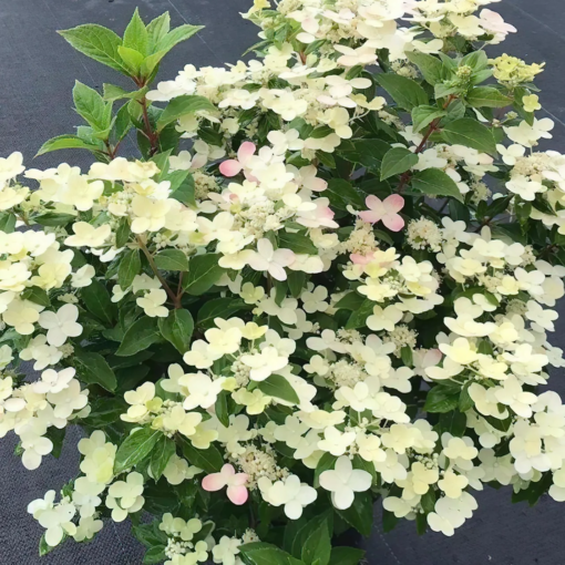 Hydrangea paniculta - Syrinhortensia 'Polestar' ('Switch') 19 cm