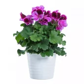 Pelargonia Engelsk storbl. 12 cm