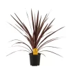 Cordyline Australis 'Red star' - Australdrakelilje rød 13 cm