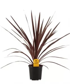 Cordyline Australis 'Red star' - Australdrakelilje rød 13 cm