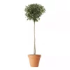 Olea - Oliven 26 cm oppstammet