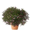Gypsophilia - Brudeslør 21 cm