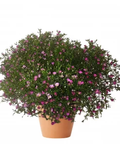 Gypsophilia - Brudeslør 21 cm