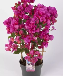 Bougainvillea Sanderiana - Tryllingsblomst 17 cm