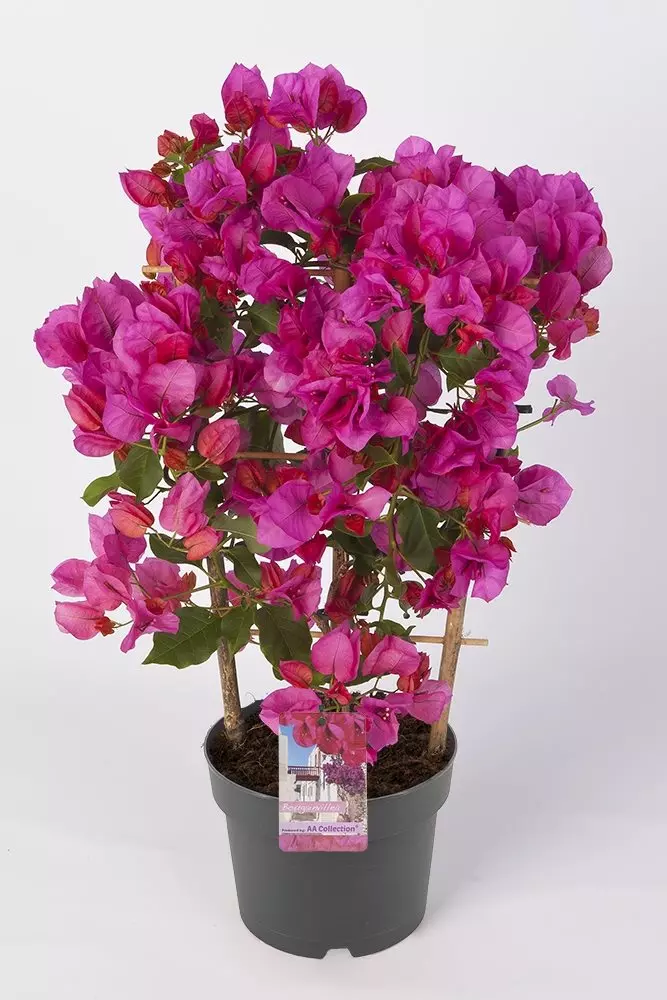 Bougainvillea Sanderiana - Tryllingsblomst 17 cm