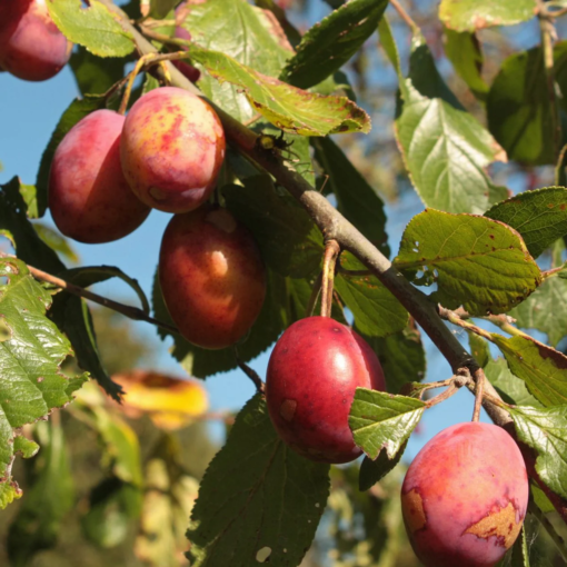 Frukttrær Prunus - Plomme 'Domestica Victoria Emla' 10L