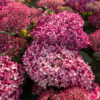 Hydrangea Pink Annabelle - Vierhortensia 19 cm