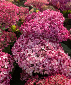 Hydrangea Pink Annabelle - Vierhortensia 19 cm