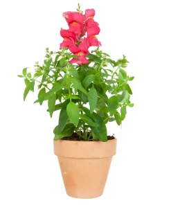 Løvemunn - Anthirrhinum 13 cm