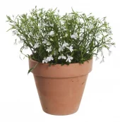 Lobelia 12 cm