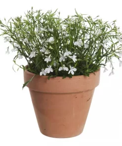Lobelia 12 cm