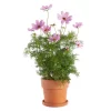 Cosmos 19 cm