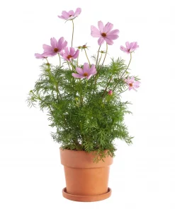 Cosmos 19 cm