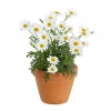 Margeritter - Argyranthemum 11 cm
