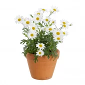 Margeritter - Argyranthemum 11 cm