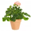Pelargonia Zonale 'Astrid' 14 cm